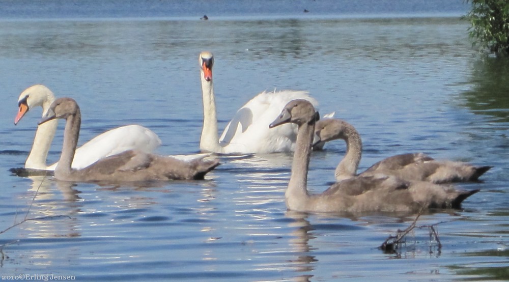 Svaner i Mosvatnet. Foto: Erling Jensen.